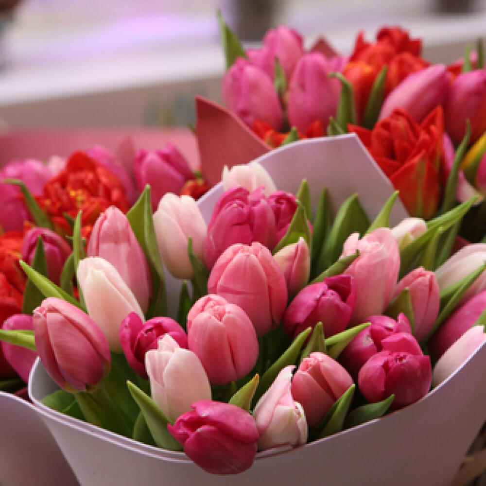 Tulip,,Tulips,Bouquet.,Present,For,March,8,,International,Women's,Day.