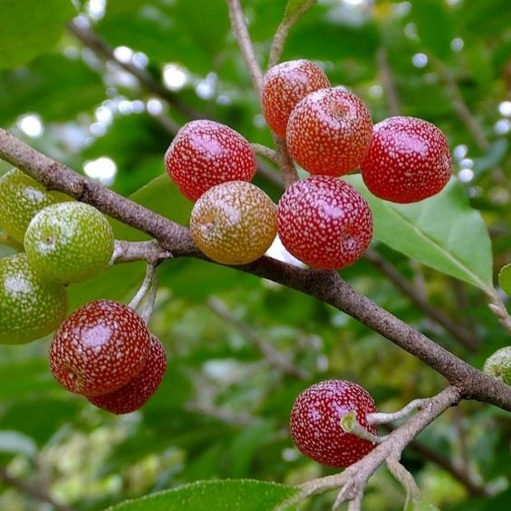 Elaeagnus umbellata 'Pointilla® Sweet'N'Sour'®
