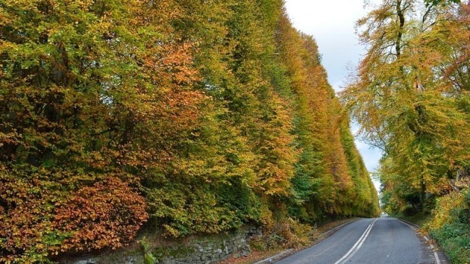 Meikleour Beech Hedge.