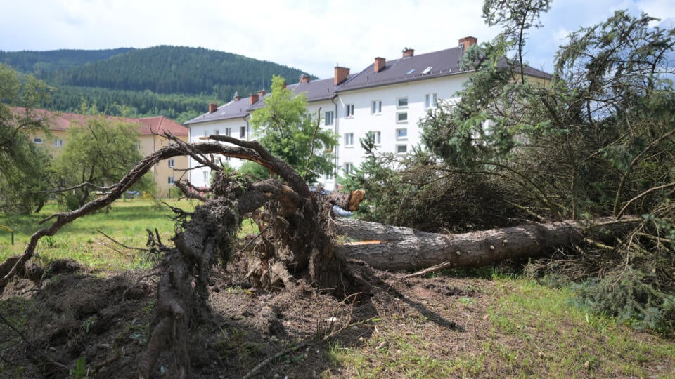 Na snímke vyvrátený strom v meste Gelnica po veternej smršti 11. júla 2025. Mesto informovalo o mimoriadne veľkých materiálnych škodách po pondelkovej (7. 7.) ničivej veternej smršti. Vypísalo preto verejnú zbierku na pomoc všetkým poškodeným občanom. FOTO TASR – František Iván