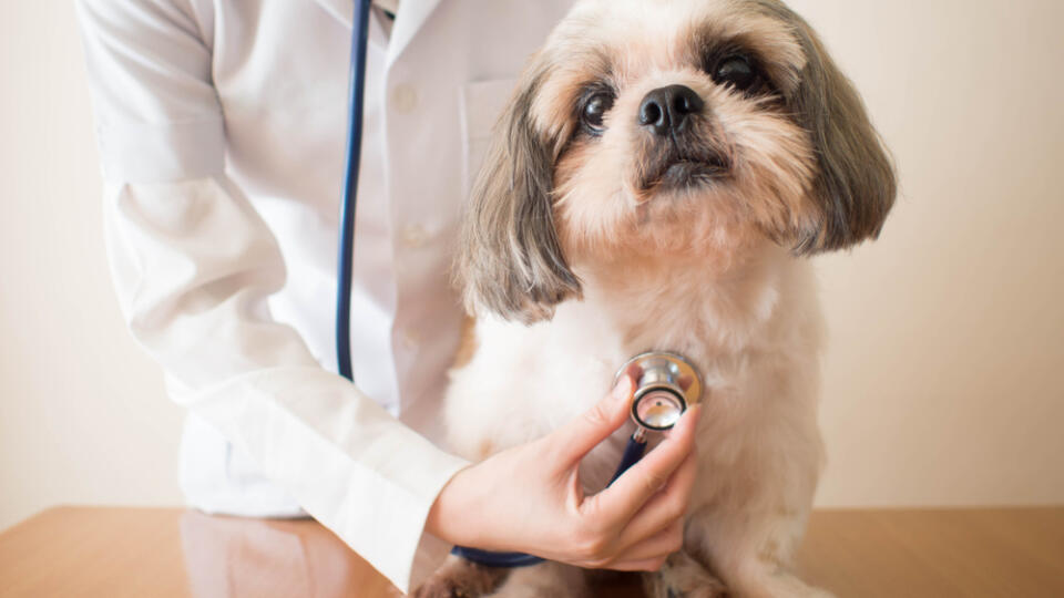 Young,Female,Veterinarian,Doctor,Examining,Shih,Tzu,Dog,With,Stethoscope