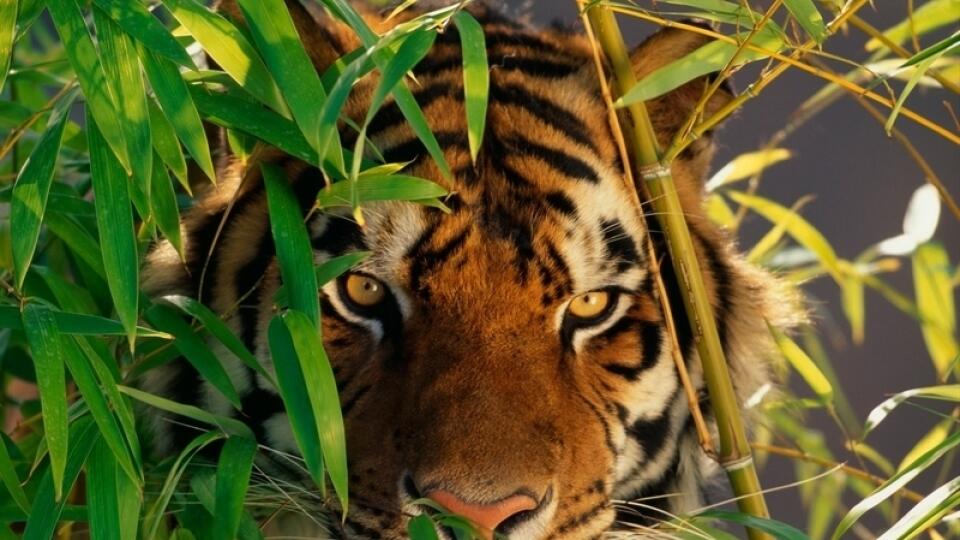 Tiger zaútočil na ničnetušiacu dvojicu. Ženu so sebou odvliekol do divočiny.