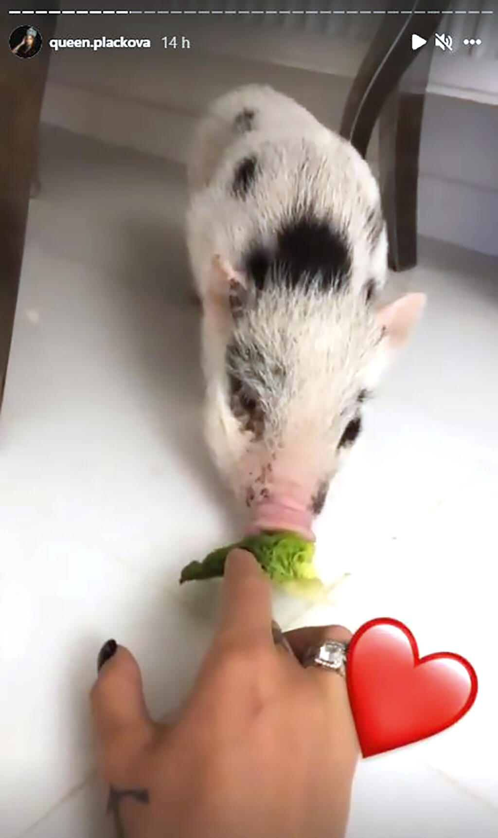 MÁ SA AKO PRASA V ŽITE
Zuzana Plačková