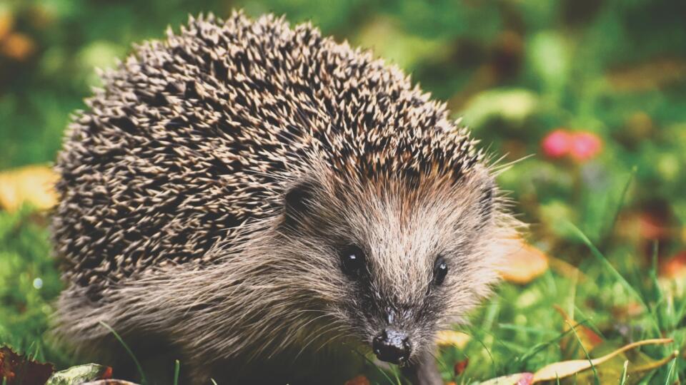 Ježkovia sú roztomilí, užitoční a tajomní noční návštevníci, ktorí vás môžu prekvapiť.