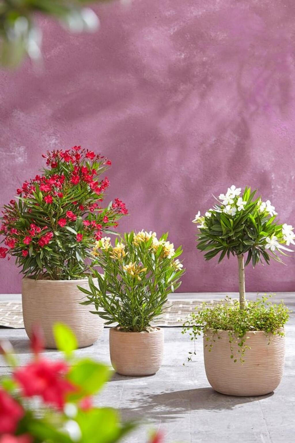 Oleander svojimi kvetmi spestrí nejednu terasu či balkón.