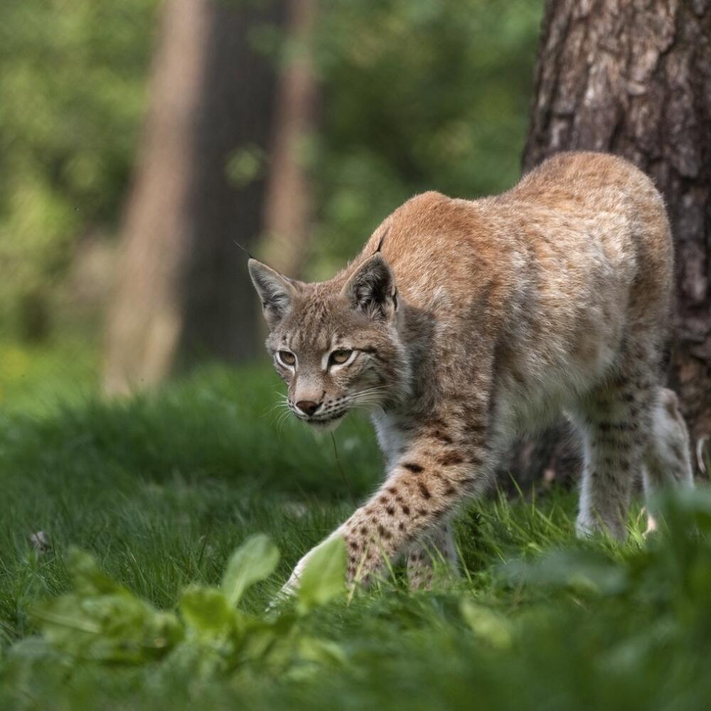Rys ostrovid (Lynx lynx)