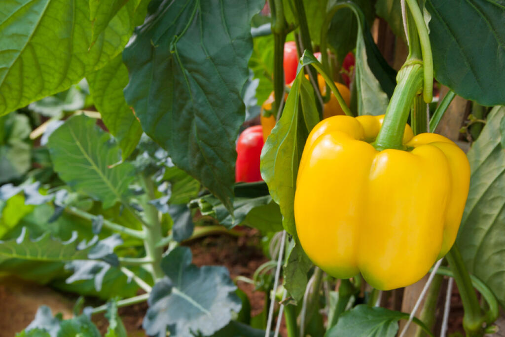 Paprika obsahuje množstvo vitamínu C.