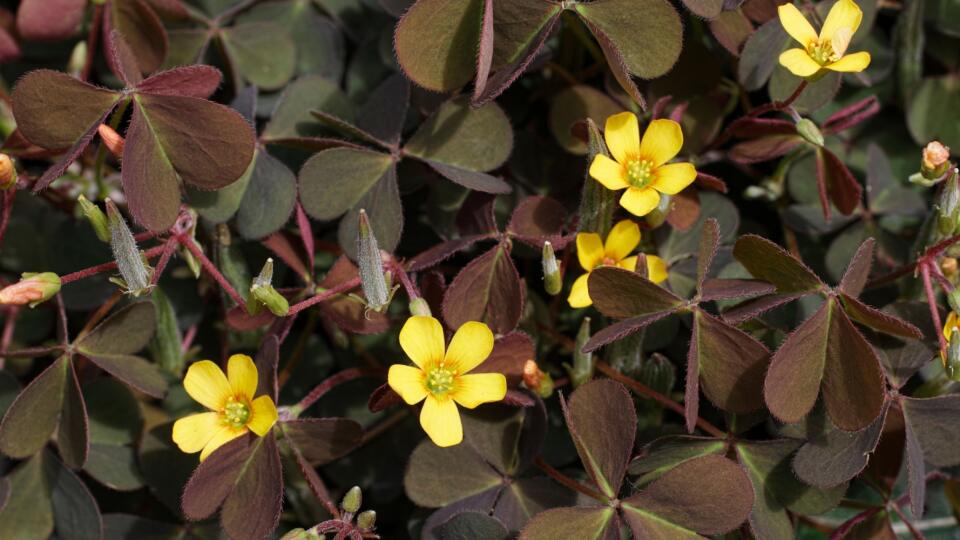 Kysličkovec rožkatý (Xanthoxalis corniculata)