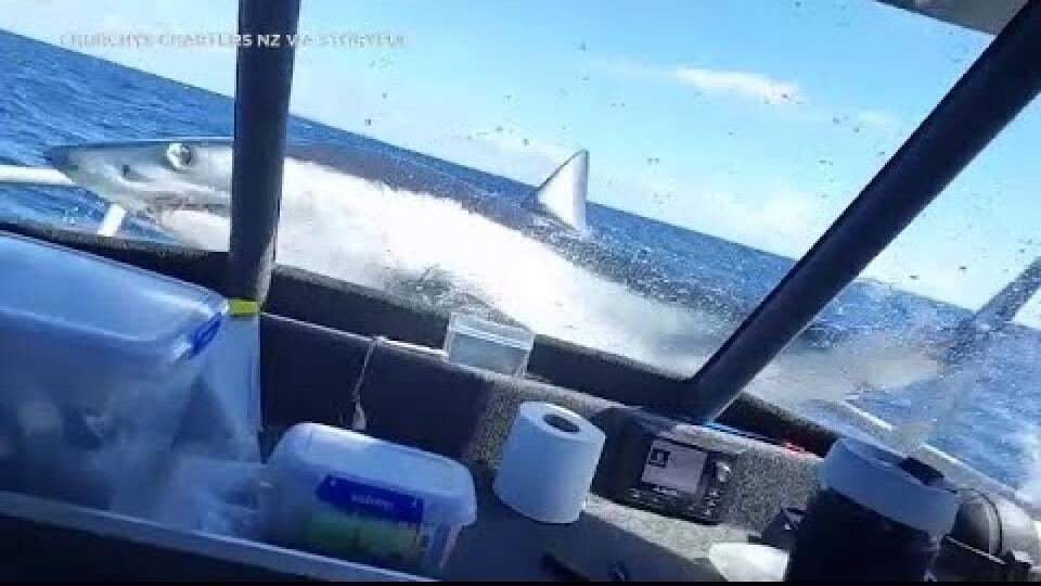VIDEO: Rybári zažili poriadny šok: Na palubu im skočil obrovský žralok