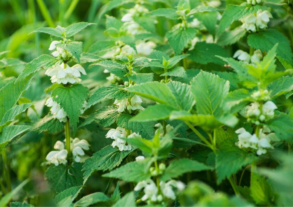 Hluchavka biela (Lamium album) obsahuje veľké množstvo trieslovín a silíc. Tiež antioxidanty, kyslé saponíny, vitamíny a minerálne látky.