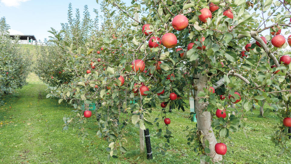 Fuji,Apple,Trees,In,Hirosaki,Ringo,Apple,Park,Ready,For