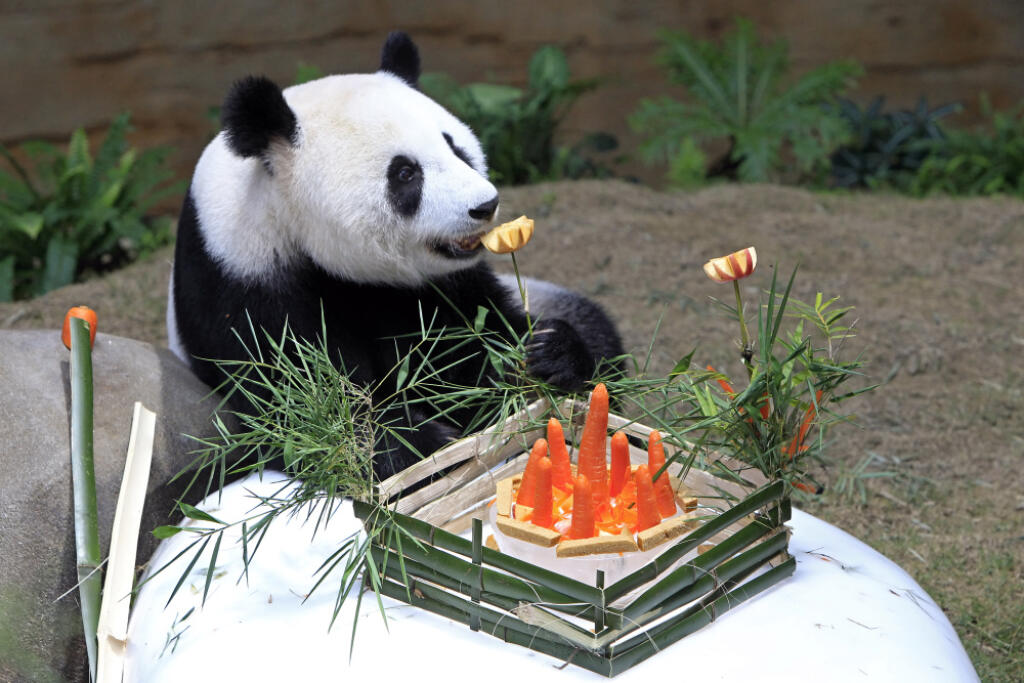 Malaysia Panda Birthday