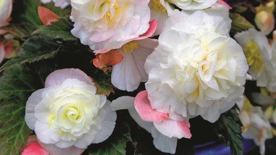 Begónia hľuznatá
(Begonia x tuberhybrida)