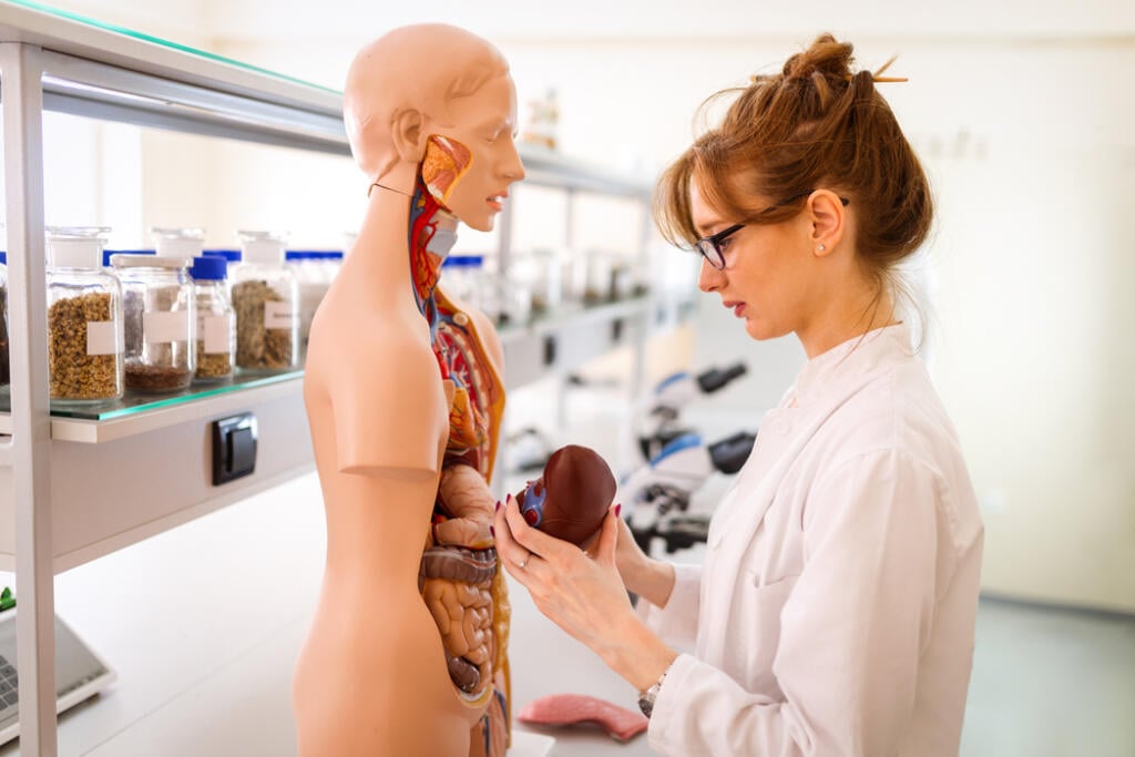 Student,Of,Medicine,Examining,Anatomical,Model,In,Lab