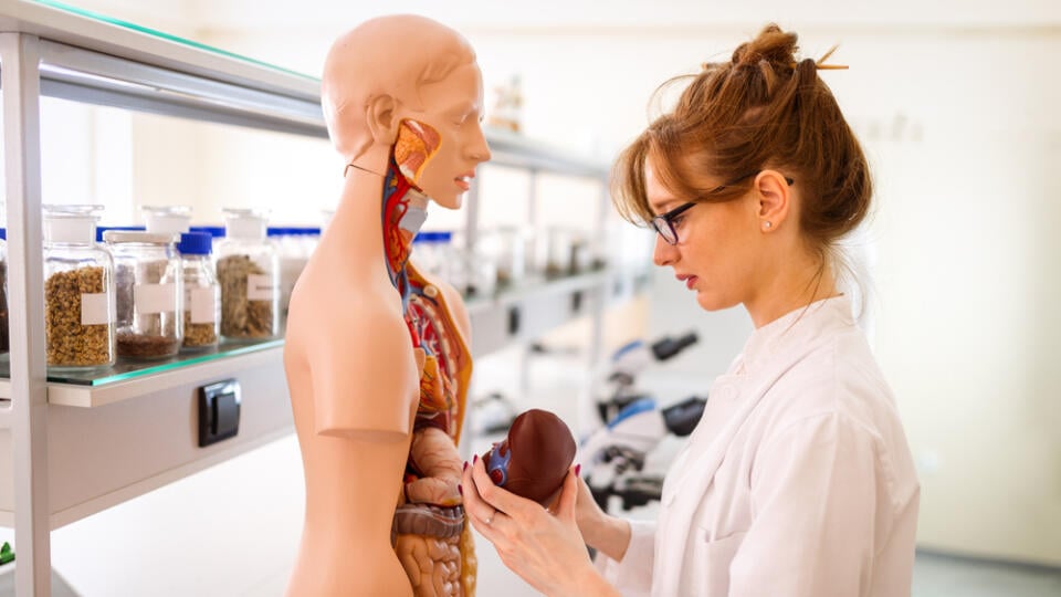 Student,Of,Medicine,Examining,Anatomical,Model,In,Lab