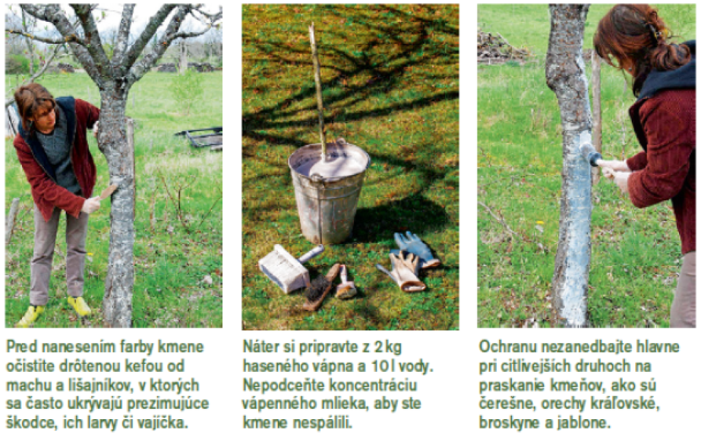 Návod, ako natrieť kmeň stromu vápenným mliekom.