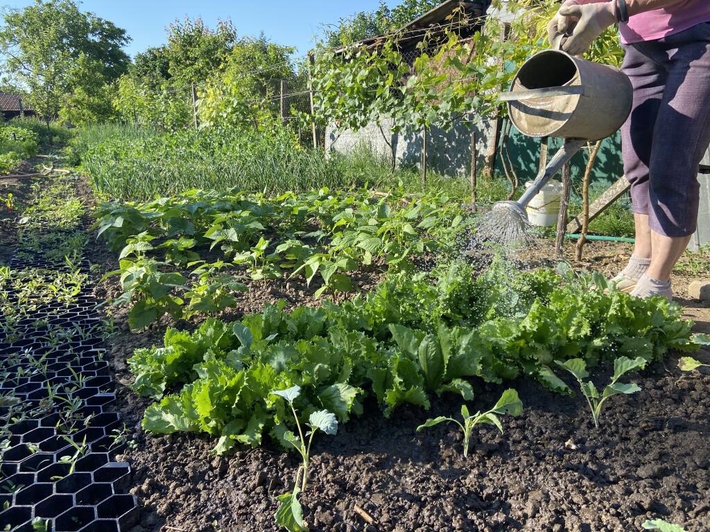 Zlenina potrebuje vodu v každej rastovej fáze, rozdiel je len v množstve. Výnimkou nie je ani paprika.