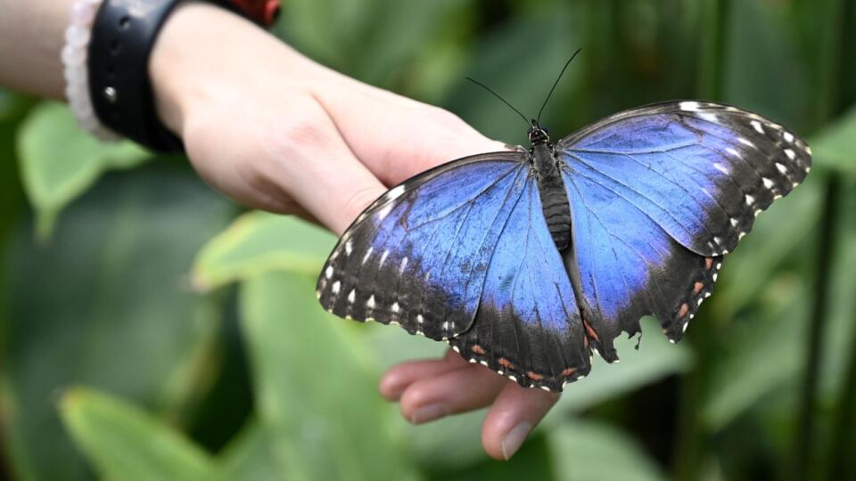 Na snímke motýľ Morpho peleides v tropickom skleníku Viktória počas 14. ročníka výstavy pod názvom Motýle exotických trópov, 19. mája 2023  v Botanickej záhrade UPJŠ v Košiciach. FOTO TASR - Roman Hanc