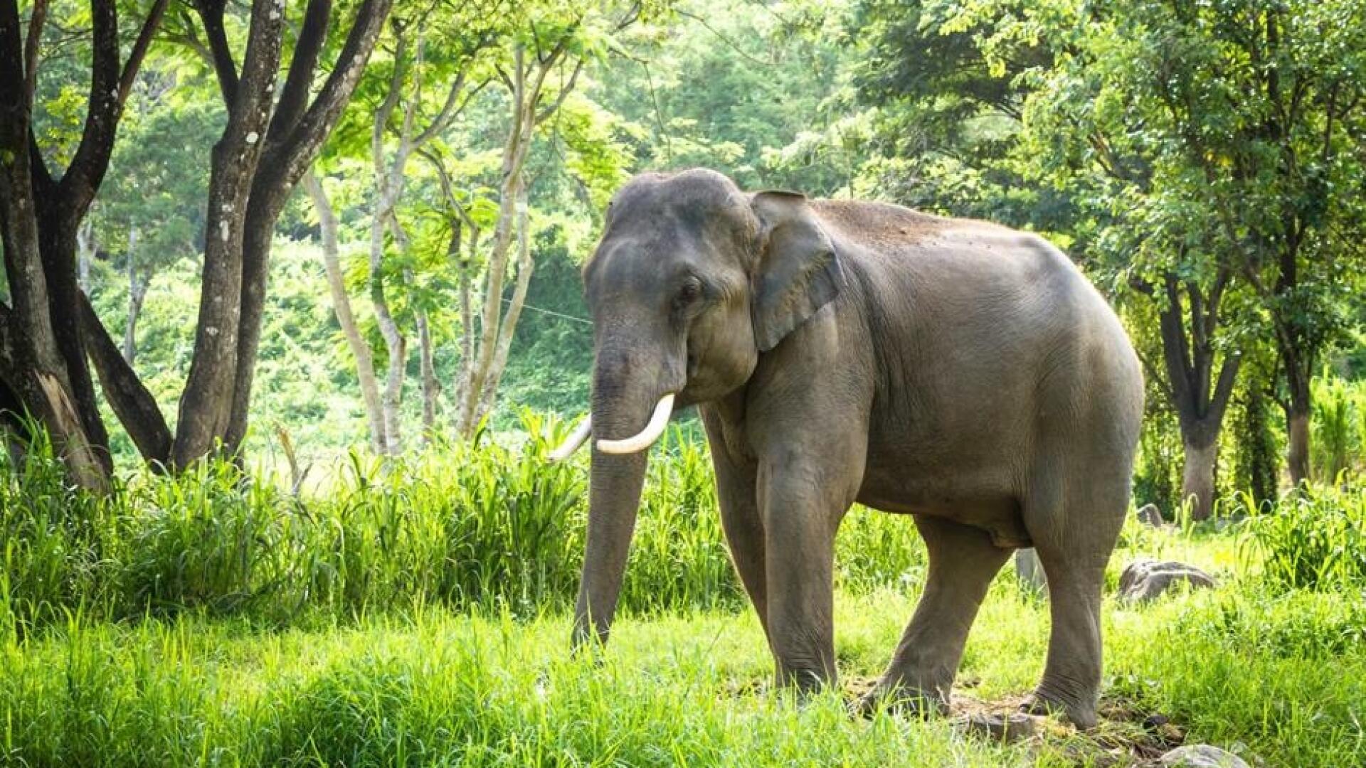 Elephant на русском языке. Индийский слон. Индийский слон тропического леса. Гималайский слон. Индия слоны.