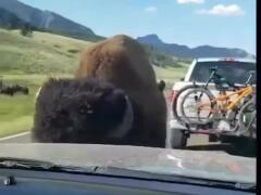 Nespútaná sila prírody: Pozrite sa, ako bizón bez námahy poškodil auto