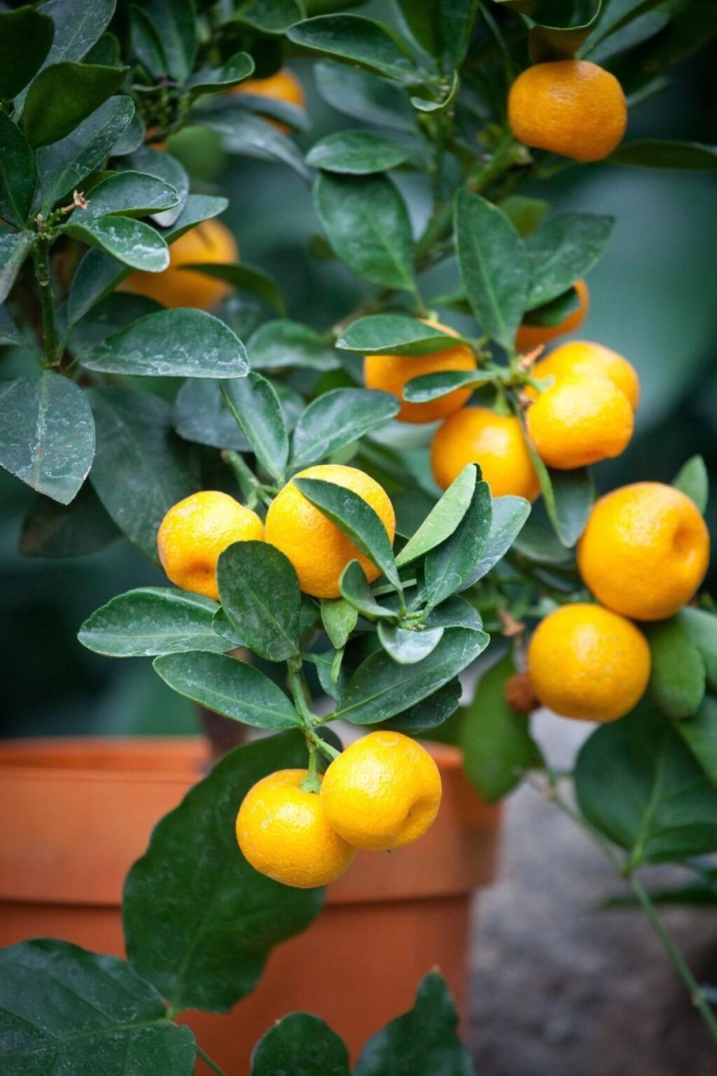 Growing orange. Куст мандарина. Мандарин в горшке. Мандарин дерево. Апельсиновое дерево.