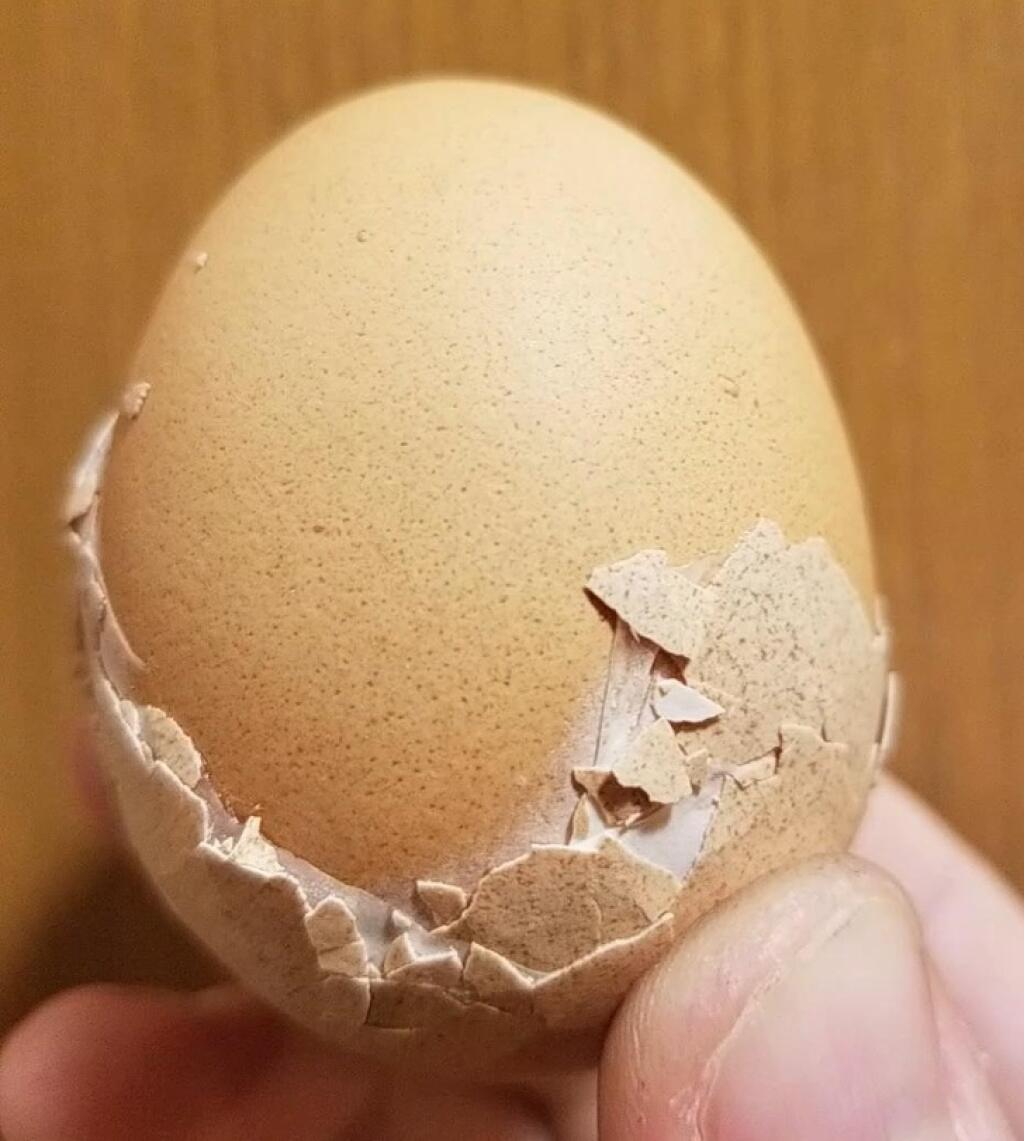 Яйцо с двойной скорлупой