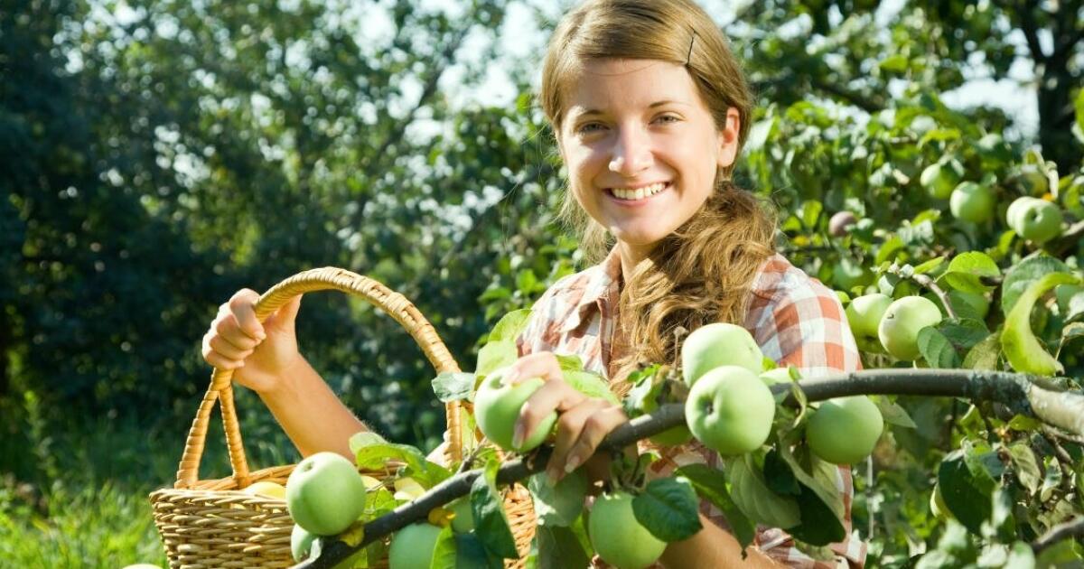 К чему снятся видеть яблоки женщине. Собирать яблоки. Женщина с урожаем жимолости. К чему снятся яблоки женщине на дереве. К чему снится собирать яблоки женщине с земли во сне.