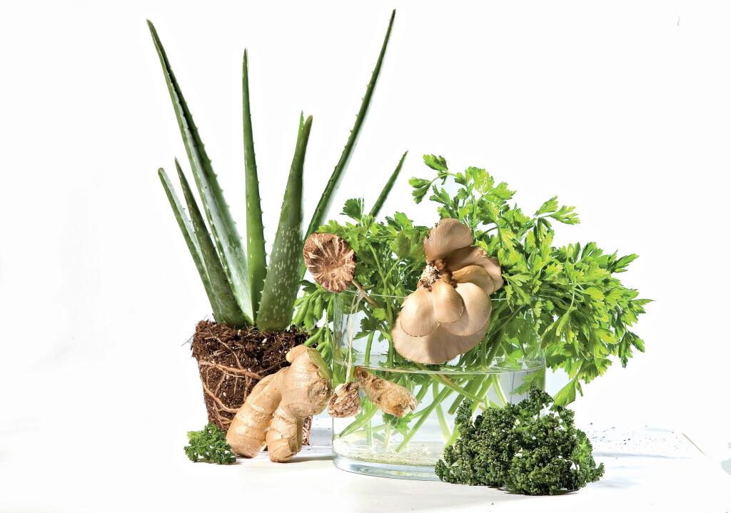 Aloe vera, zázvor, petržlenová vňat, brokolica.