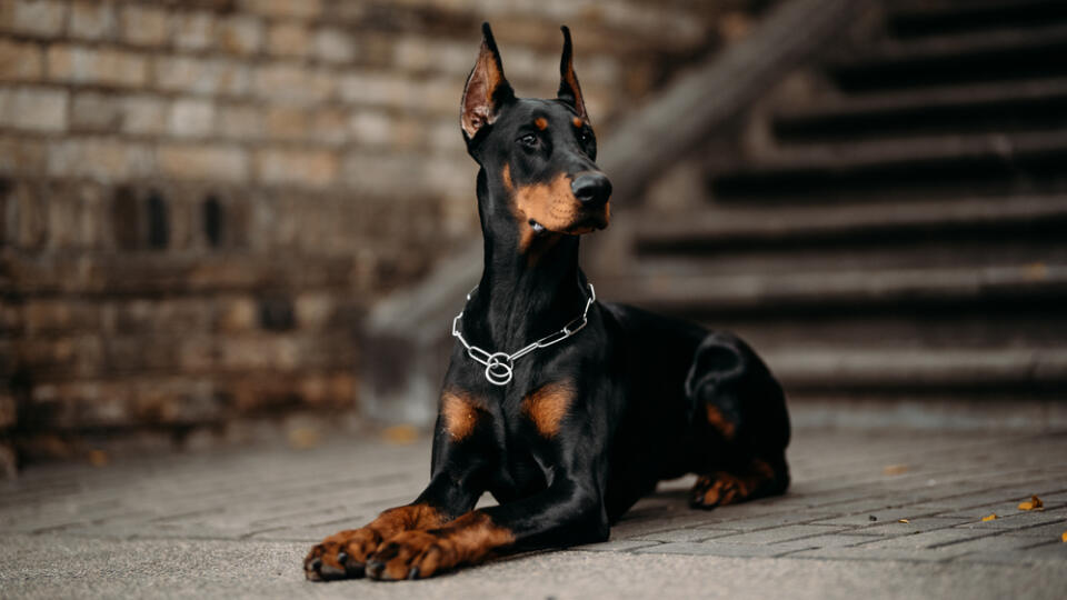 The,Young,Doberman,Female,Posing