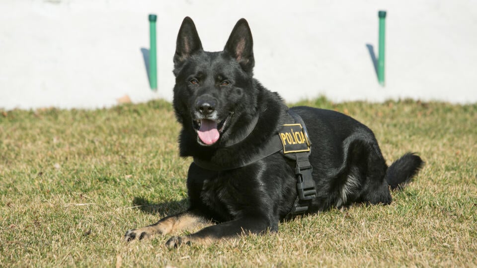 Policajných psov trénujú celý život.