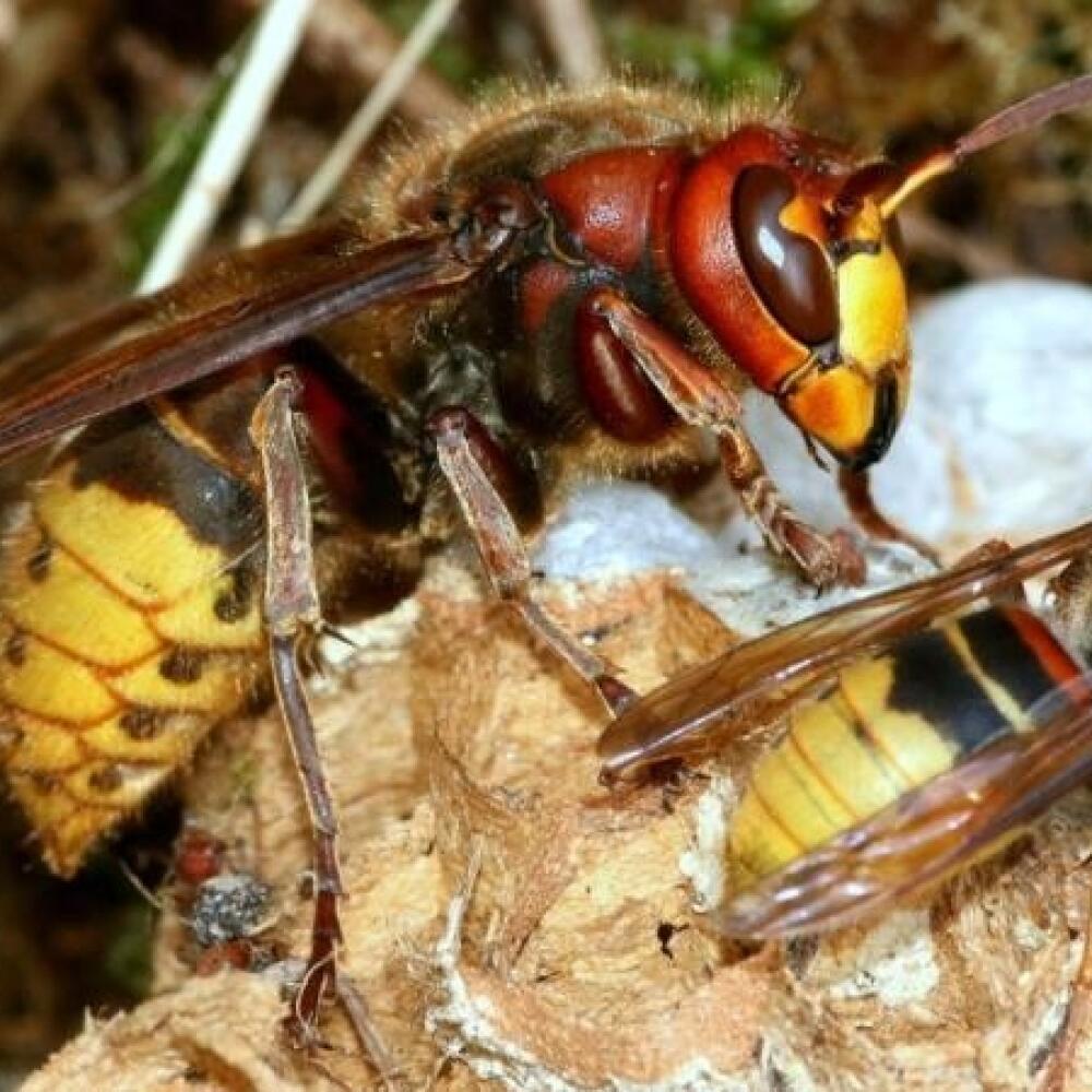 Sršeň