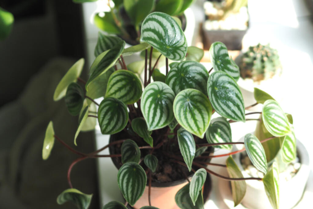 Izbová rastlina Pieprovec (Peperomia) vydrží takmer všetko.