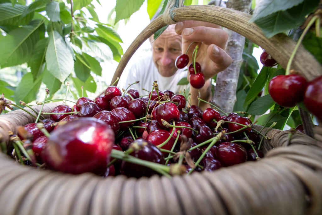 Zber v bavorskom Igensdorfe v nedeľu 4. júla 2021.

04.07.2021, Bayern, Igensdorf: Der Obstbauer Dieter Rackelmann legt frisch gepflückte Süßkirschen der Sorte Carmen in einer Obstplantage in einen Korb. Foto: Daniel Karmann/dpa +++ dpa-Bildfunk +++