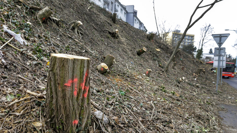 Tu boli ešte pred pár dňami zdravé stromy. Na snímke pozemok, na ktorom prebehol sporný výrub stromov na Drotárskej ulici v Bratislave.