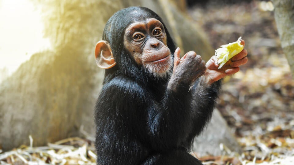 Little,Gourmet.,Adorable,Baby,Chimpanzee,Enjoying,His,Meal,And,Showing