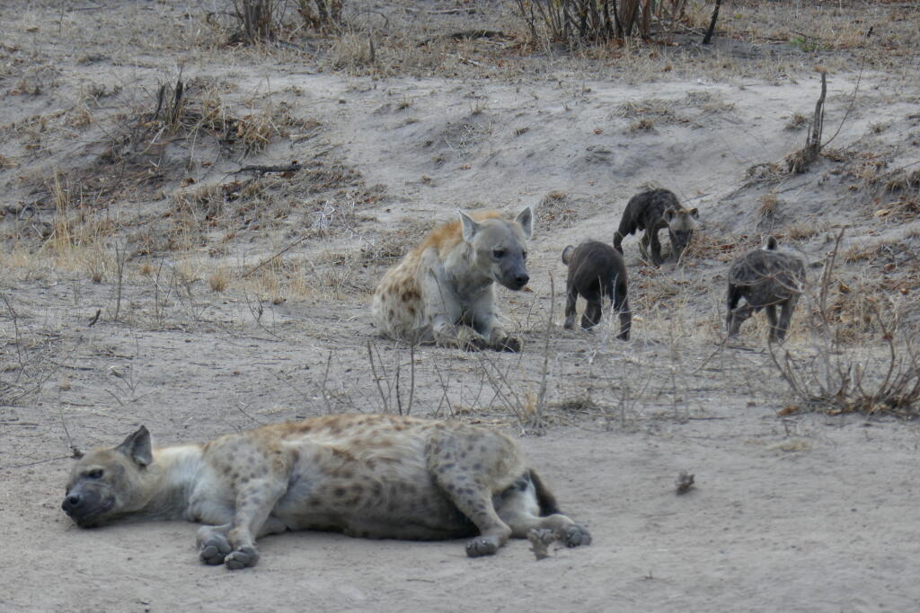 Hyenia rodinka