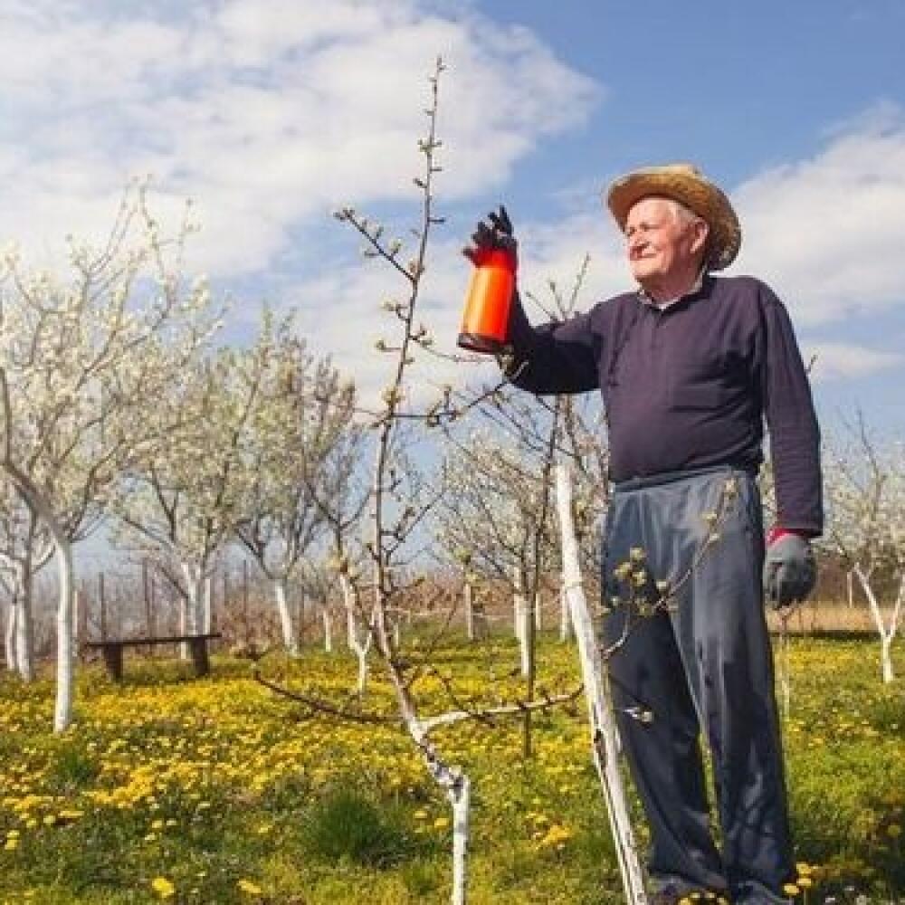 Všetko dôležité, čo treba urobiť, aby ste sa tešili z úrody zdravého a chutného ovocia.