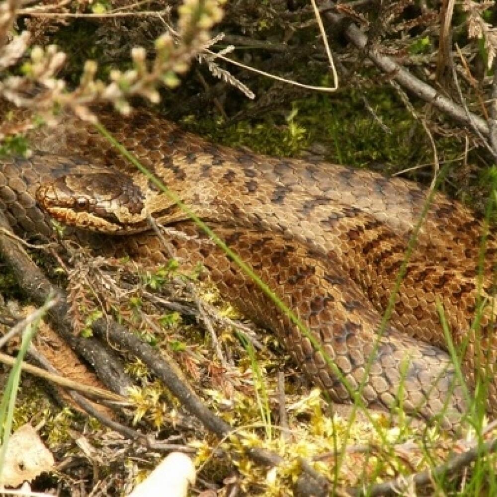 Užovka hladká