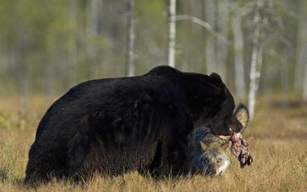Волк против медведя. Гималайский медведь против бурого медведя. Волки и медведи. Волк и медведь Дружба. Волки и медведи дружат.