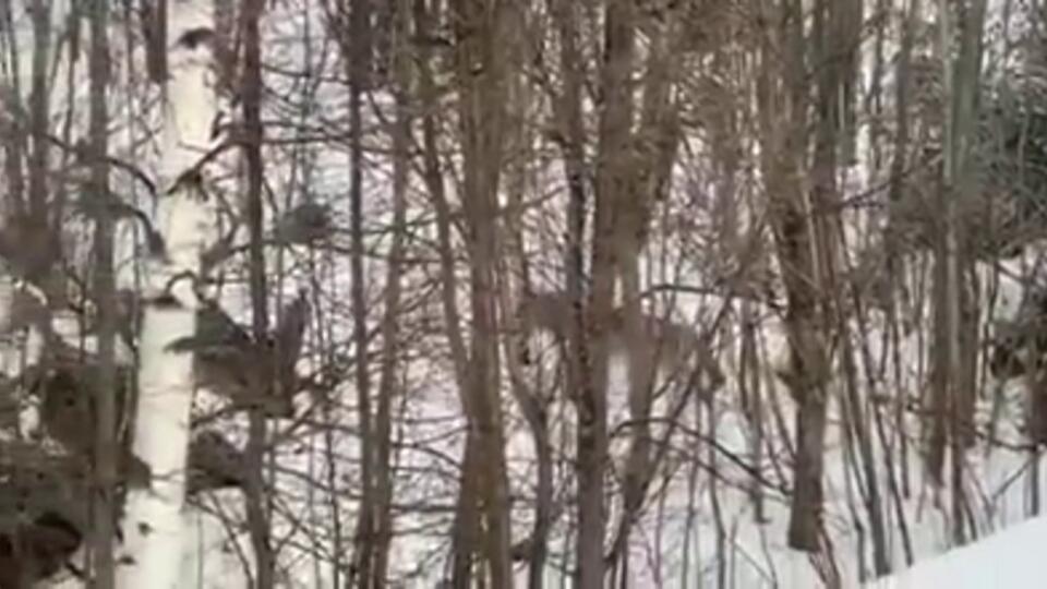 Pozrite si aktuálne video vlka, natočené z okna Horskej záchrannej služby, Horný Smokovec