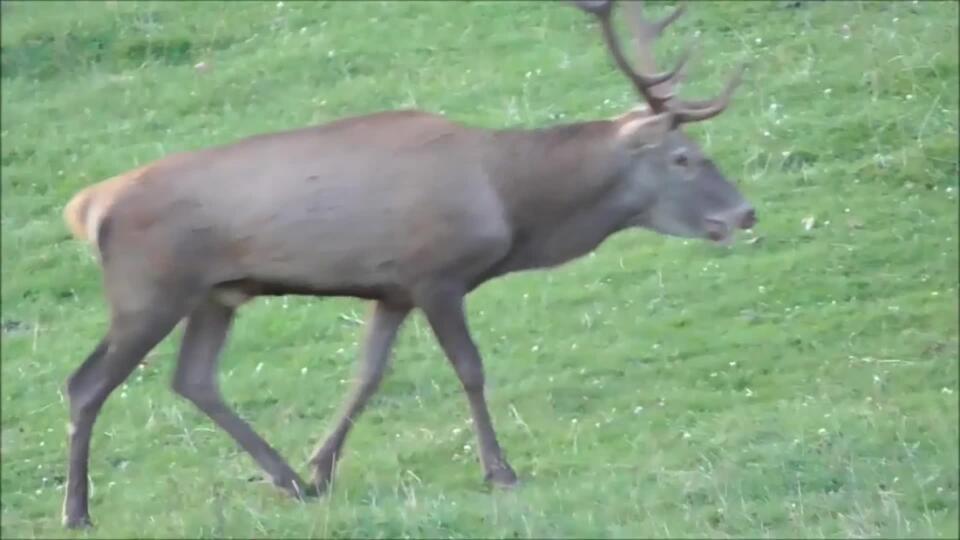 VIDEO Keď sa chrapľavý hlas hľadajúceho jeleňa ozýva do ďaleka