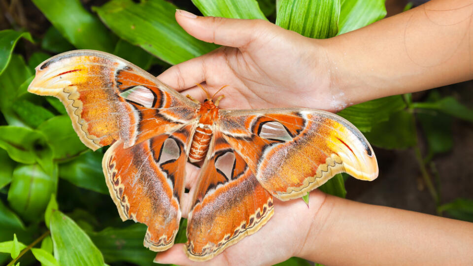 One,Of,The,Largest,Butterfly,In,The,World,Attacus,Atlas