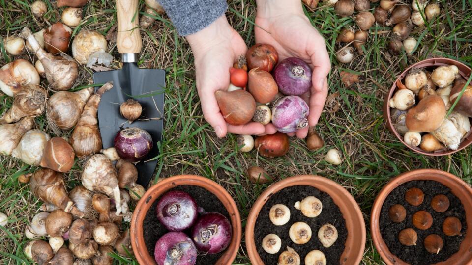 Vysádzajte len zdravé cibule. Poškodené, mäkké a napadnuté chorobami zlikvidujte.