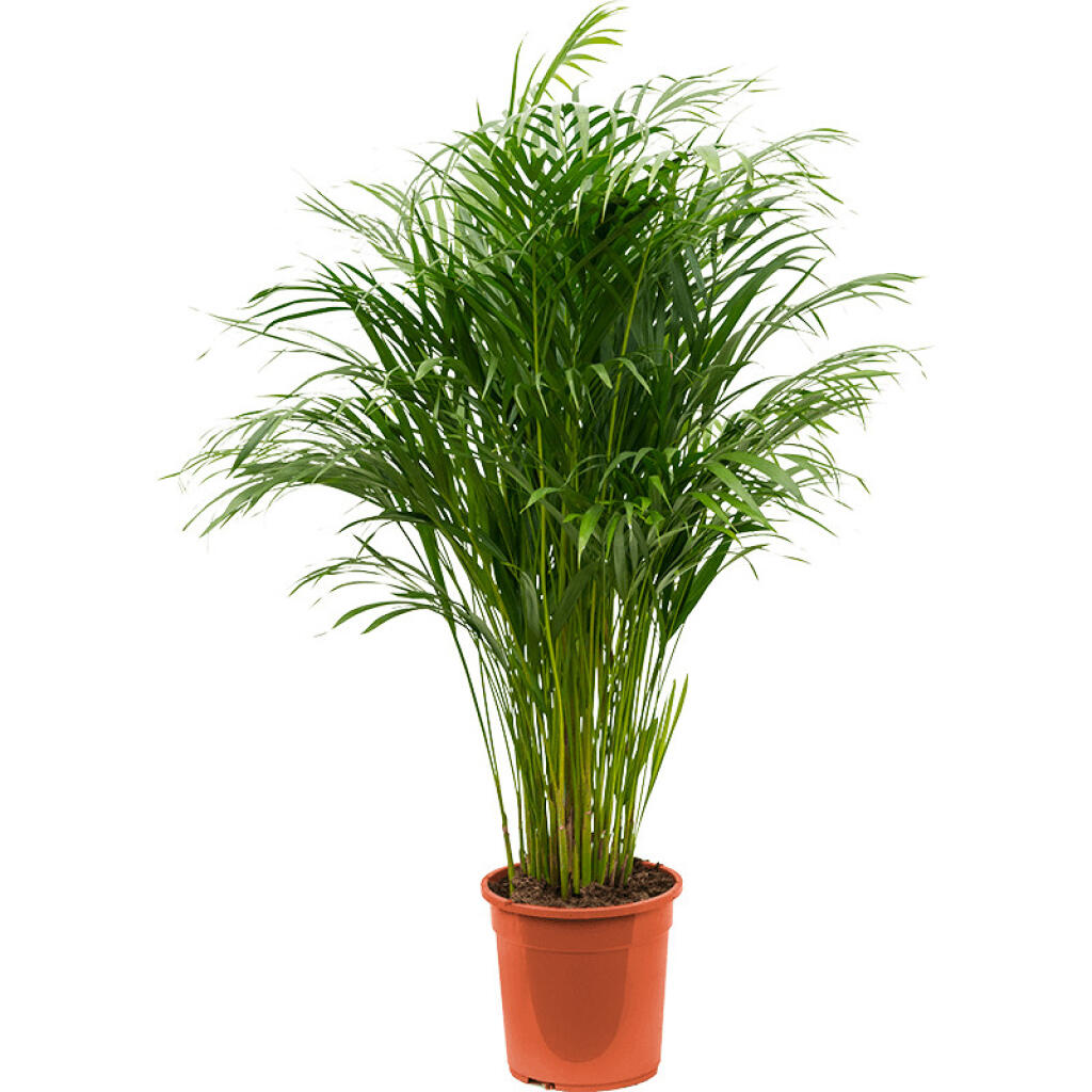 3. Dypsis (Areca) lutescens, www.tomaflora.sk, 70,60 €