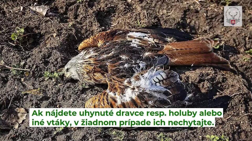 VIDEO Slovenská poľovnícka komora spolupracuje s políciou