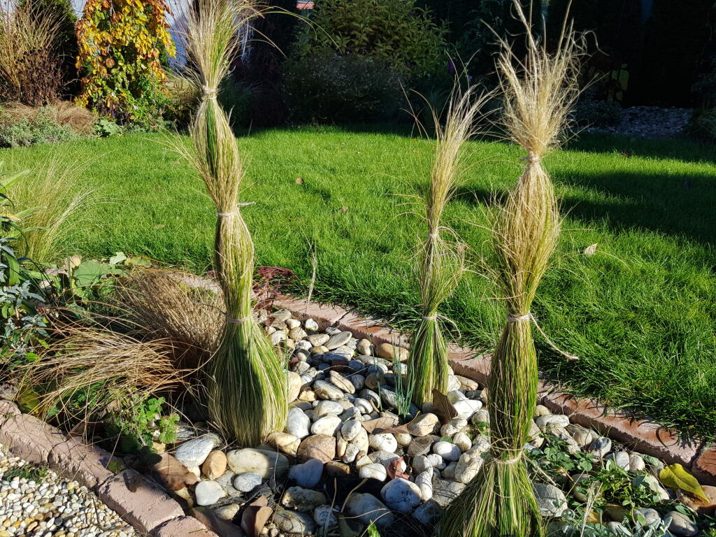 Okrasné trávy ako kavyľ (Stipa tennuissima) pred zimou treba zviazať.