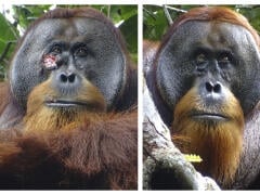 Vedci sú v nemom úžase: Orangutan si vyliečil nepeknú ranu na tvári pomocou byliniek