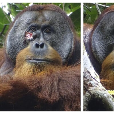 Vedci sú v nemom úžase: Orangutan si vyliečil nepeknú ranu na tvári pomocou byliniek