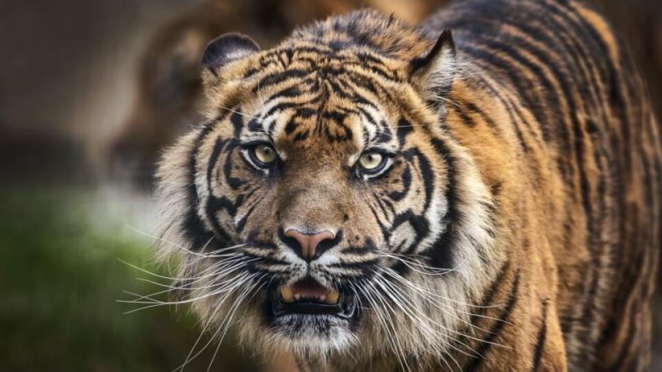 tiger