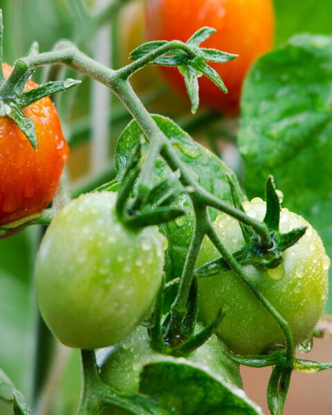 Pestovanie paradajok: Rady skúsených záhradkárov, ako mať bohatú úrodu